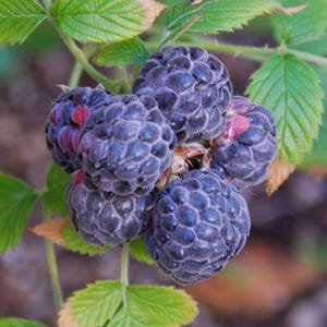 May include: A cluster of ripe black raspberries with a deep purple-black hue and textured drupelets, attached to a green stem with serrated green leaves. Some berries show small patches of bright pink, indicating the ripening process on the vine.
