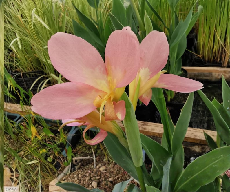 BOTANICAUNIVERSE Canna