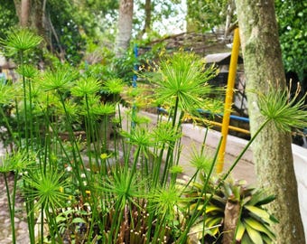 May include: A close-up shot of vibrant green papyrus plants with starburst-shaped flower heads. The plants have long, slender stems and are set against a backdrop of lush greenery and a tree trunk. The image captures the natural beauty of the plants.