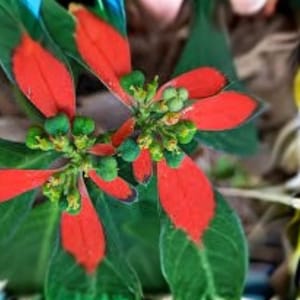 Könnte beinhalten: Nahaufnahme einer Pflanze mit leuchtend roten und grünen Blättern. Die Blätter sind tiefgrün mit roten Akzenten, und kleine grüne Knospen sind in der Mitte angeordnet. Die Farben der Pflanze erzeugen einen auffälligen Kontrast.
