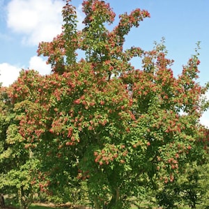 May include: A vibrant tree with lush green foliage and clusters of small, red flowers. The tree's branches reach towards a partly cloudy blue sky, creating a natural and colorful scene. The image captures a moment in nature.