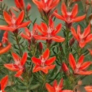 May include: A cluster of vibrant red flowers with pointed petals and white centers, set against a backdrop of green foliage. The flowers are in full bloom, showcasing their bright color and delicate structure.