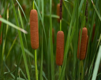 May include: Several brown, cylindrical cattail flower spikes stand upright among long, slender, green leaves. The velvety, dark brown seed heads are attached to thin green stalks, creating a dense cluster of aquatic vegetation.