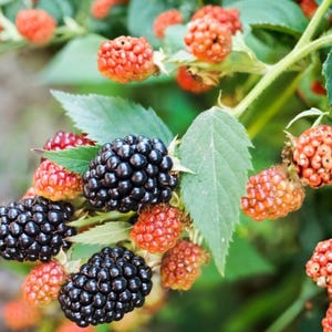 May include: A cluster of blackberries on a green vine, showing a mix of ripe, dark purple-black berries and unripe, reddish-orange berries. The fruit is textured with small, rounded drupelets, surrounded by serrated green leaves on the plant.
