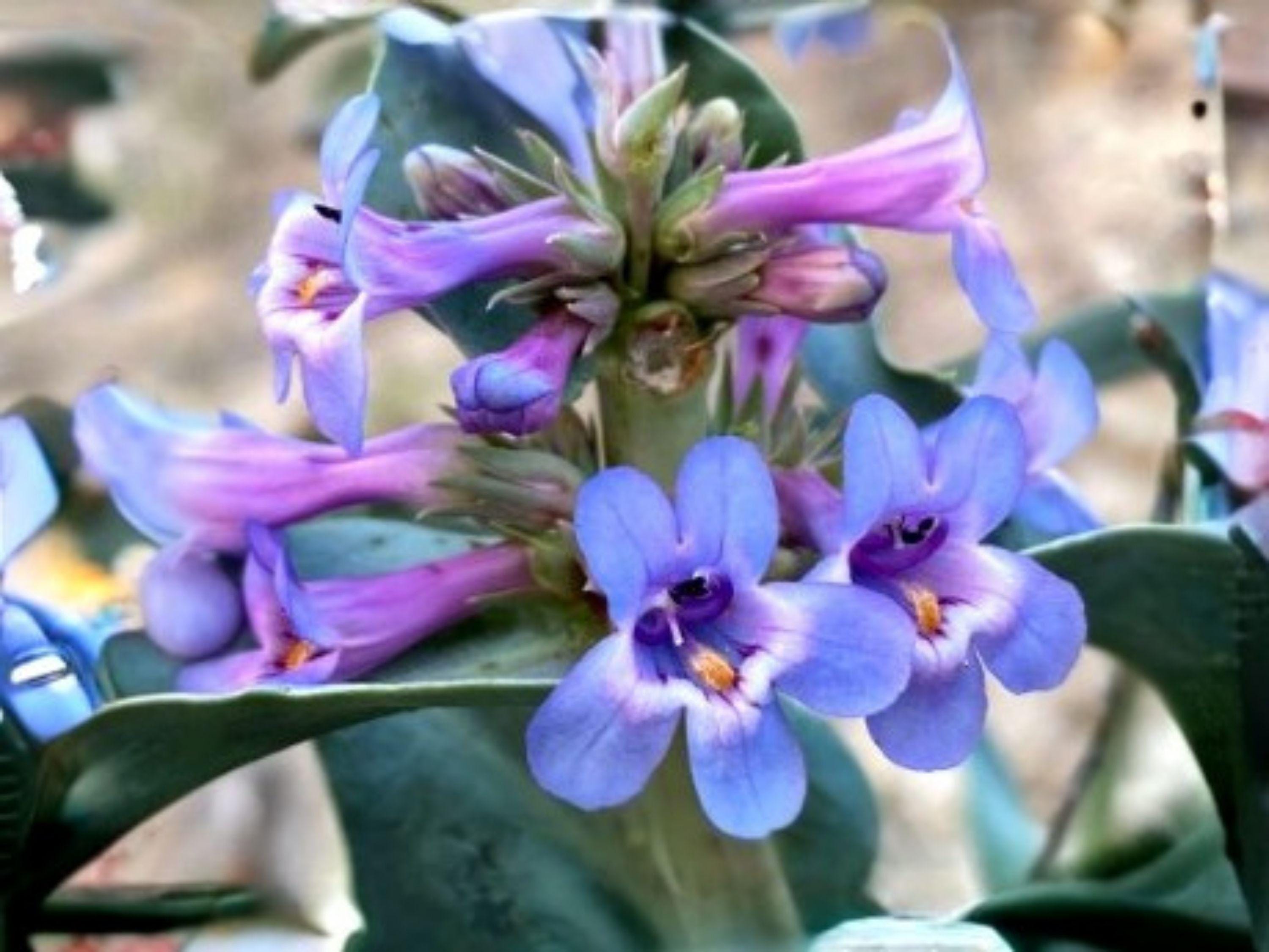 Sand Penstemon Acuminatus | Native Desert Wildflower | Pollinator Plant ...