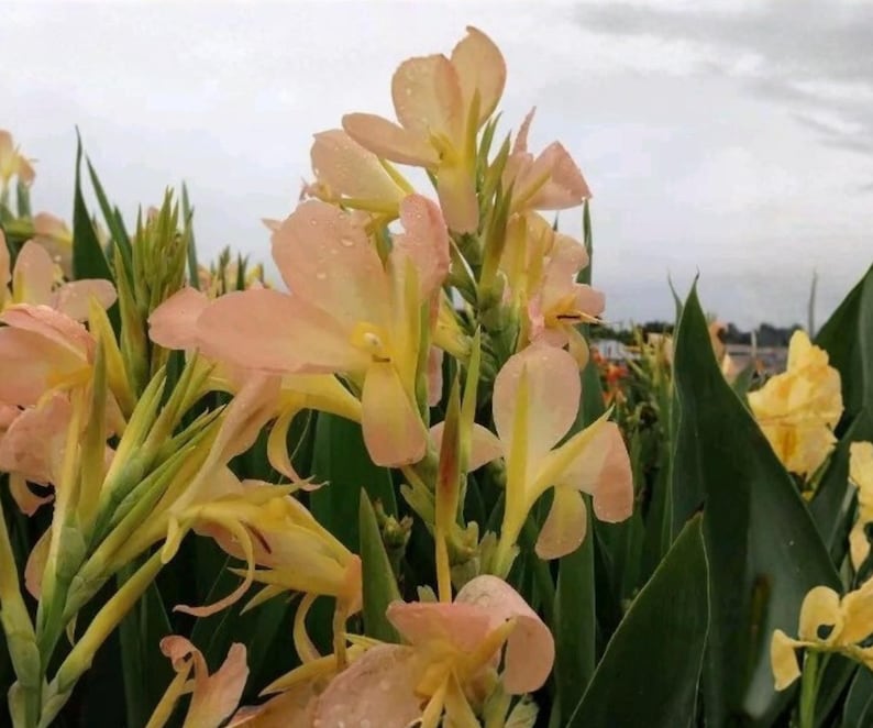 BOTANICAUNIVERSE Canna - Thumbnail 4