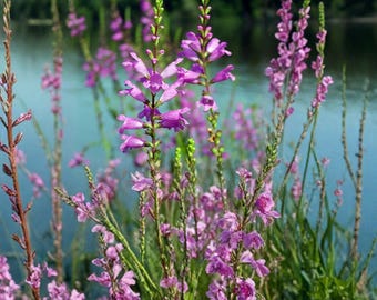 May include: A cluster of tall, slender stems featuring vibrant purple, tubular flowers arranged in spikes. The blossoms exhibit delicate, multi-petaled structures with green buds at the tips, growing vertically amidst thin, light green foliage.