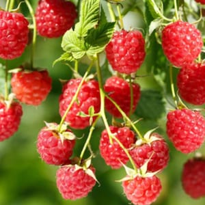 May include: A cluster of ripe, vibrant red raspberries hanging from green stems with serrated leaves. Each berry features a textured, bumpy surface composed of numerous small drupelets. The fruit is shown in various stages of ripeness and size.