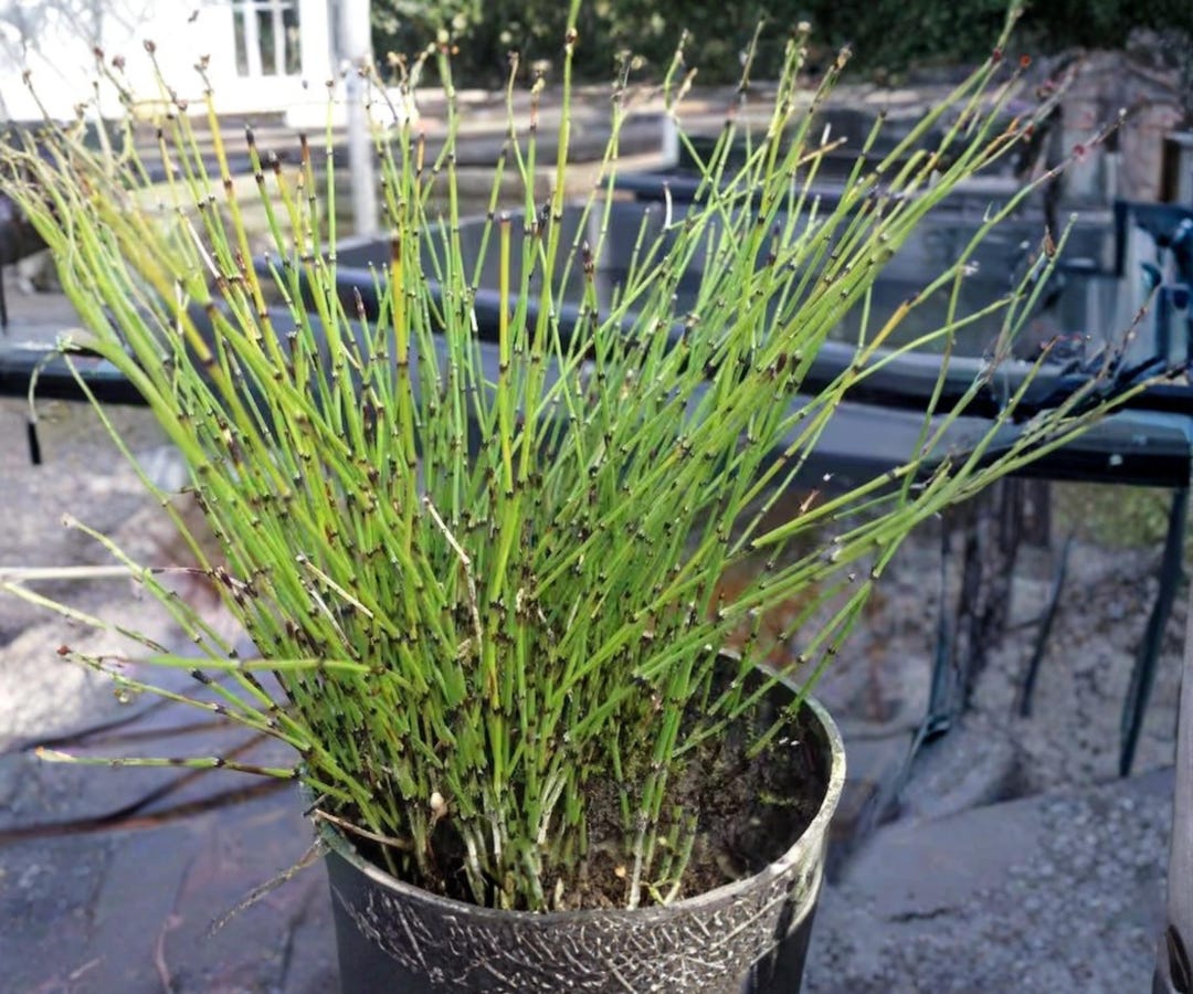 Dwarf Rushes Dwarf Horsetail Rush - Live Pond Plant – Equisetum Scirpoides Hardy ...