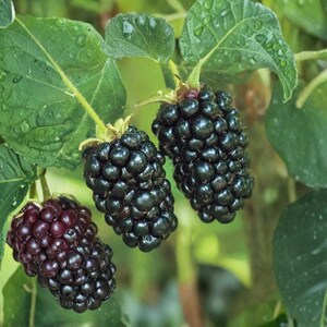 K&ouml;nnte beinhalten: Drei reife Brombeeren h&auml;ngen an einem gr&uuml;nen Stiel mit breiten, gezackten Bl&auml;ttern. Die Beeren sind dunkelviolett und schwarz mit einer holprigen, strukturierten Oberfl&auml;che. Die Bl&auml;tter sind leuchtend gr&uuml;n und haben sichtbare Wassertropfen.