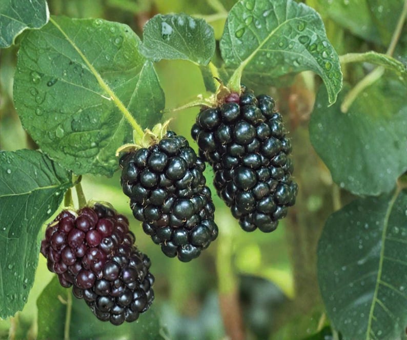 K&ouml;nnte beinhalten: Drei reife Brombeeren h&auml;ngen an einem gr&uuml;nen Stiel mit breiten, gezackten Bl&auml;ttern. Die Beeren sind dunkelviolett und schwarz mit einer holprigen, strukturierten Oberfl&auml;che. Die Bl&auml;tter sind leuchtend gr&uuml;n und haben sichtbare Wassertropfen.