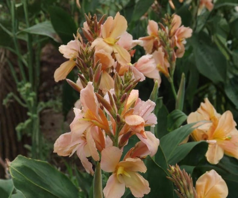 BOTANICAUNIVERSE Canna - Thumbnail 3