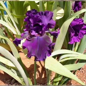 May include: A vibrant deep purple iris flower with ruffled petals and a velvety texture, surrounded by long, pointed, light green sword-shaped leaves. The flower displays intricate folds and a dark, saturated color palette in natural sunlight.