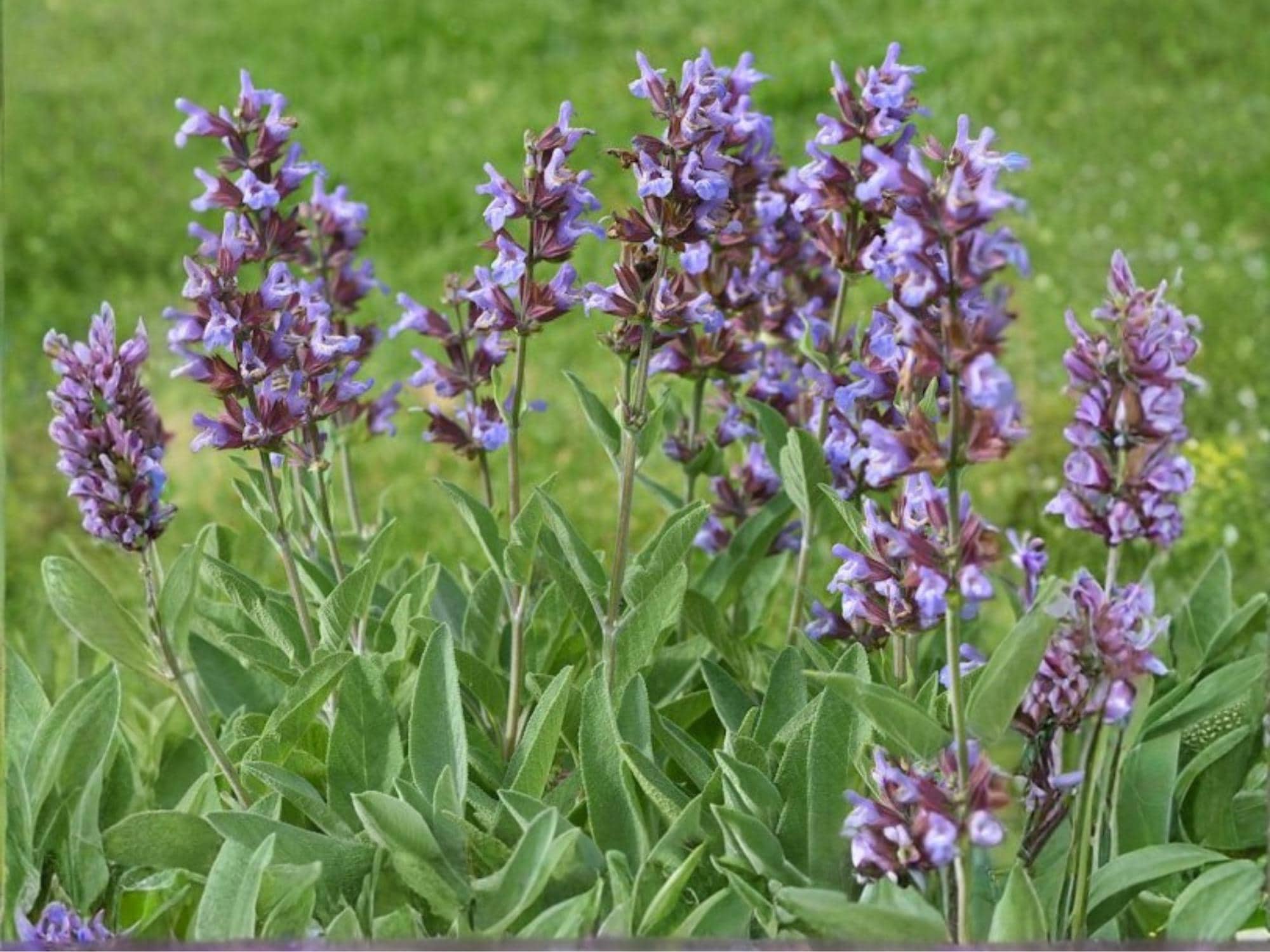 Broadleaf Sage – 30 Seeds | Common Garden Sage | Aromatic Culinary Herb ...