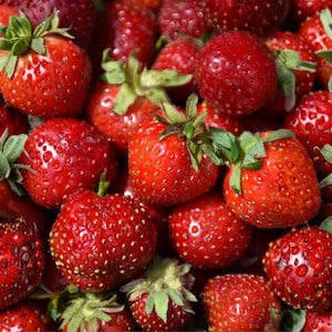 Quinault Strawberry - 10 Bare Root Live Plants - Everbearing Sweet Fruit Garden Bulk