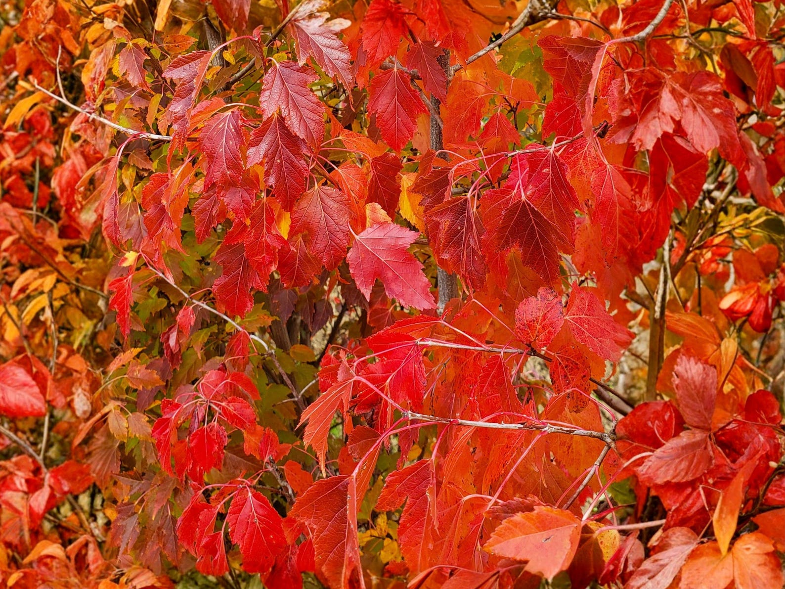Amur Maple Seeds (10) – Acer Ginnala, Brilliant Red Fall Foliage - Etsy