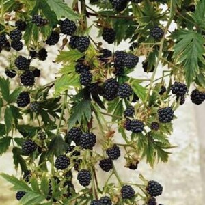 May include: A blackberry bush featuring numerous clusters of ripe, dark purple to black berries hanging from green stems. The plant has serrated, bright green leaves interspersed among the fruit, creating a dense, textured botanical display.