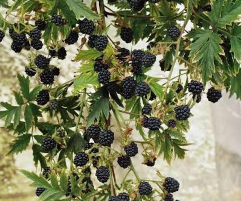 May include: A blackberry bush featuring numerous clusters of ripe, dark purple to black berries hanging from green stems. The plant has serrated, bright green leaves interspersed among the fruit, creating a dense, textured botanical display.