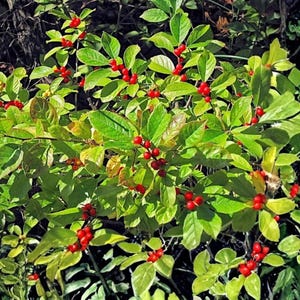 Könnte beinhalten: Nahaufnahme eines Busches mit leuchtend grünen Blättern und Büscheln kleiner, leuchtend roter Beeren. Die Blätter sind eine Mischung aus hell- und dunkelgrün, wodurch ein strukturiertes Aussehen entsteht. Die Beeren sind rund und gleichmäßig verteilt.