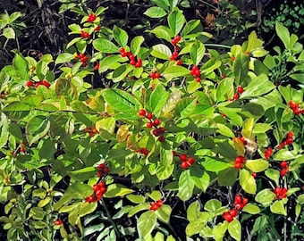 Winterberry Holly | Ilex verticillata | Native Deciduous | Bright Red Berries | 25 Seeds