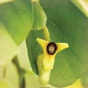 Könnte beinhalten: Nahaufnahme einer kleinen, gelben Blüte mit sternförmigem Design und dunklem Zentrum, vor dem Hintergrund grüner Blätter. Die Blüte steht im Fokus und hebt ihre einzigartige Form und Farbe hervor.
