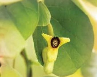 Aristolochia tomentosa – Dutchman’s Pipevine – Native Butterfly Host Plant – Hardy Perennial Vine – 10 Seeds