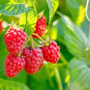 Latham Red Raspberry Bare Root Plants 3 Live Cold Hardy Summer Bearing Canes bild 3