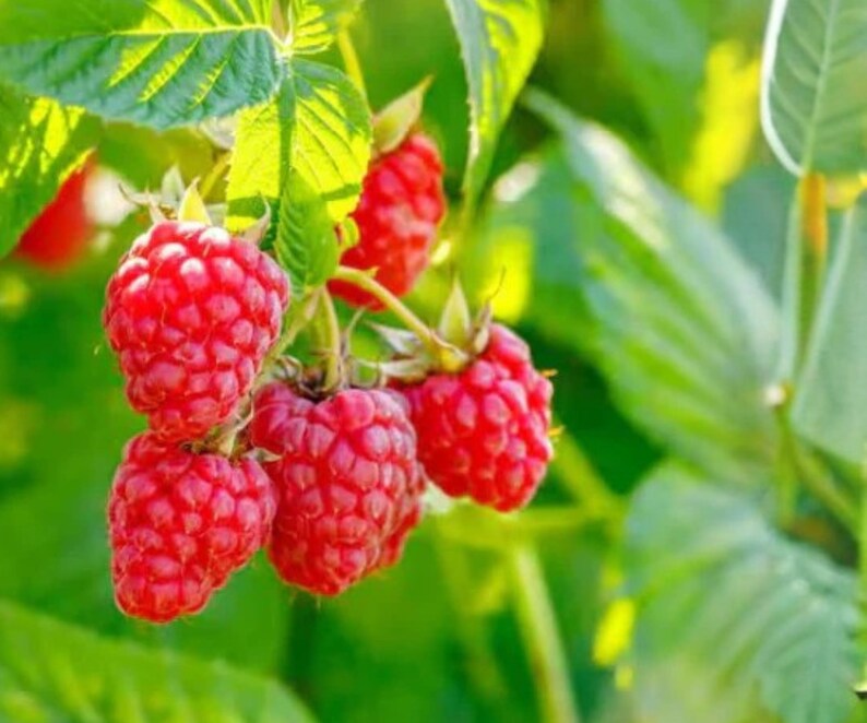 Latham Red Raspberry Bare Root Plants 3 Live Cold Hardy Summer Bearing Canes bild 3