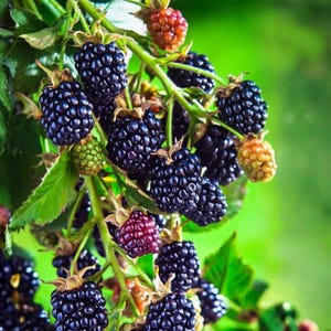 May include: A cluster of blackberries hanging from a green vine with serrated leaves. The fruit ranges in color from deep, dark purple and black to lighter shades of red and green, showing various stages of ripeness on the bramble stems.
