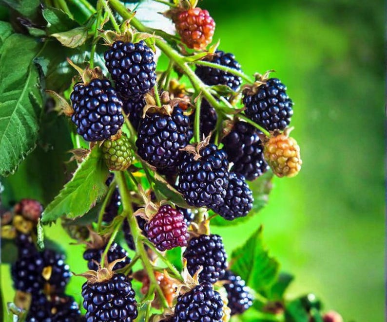 May include: A cluster of blackberries hanging from a green vine with serrated leaves. The fruit ranges in color from deep, dark purple and black to lighter shades of red and green, showing various stages of ripeness on the bramble stems.