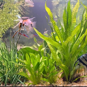 May include: An aquarium scene featuring various aquatic plants and fish. The image showcases lush green plants, including long, slender leaves and broader, rounded ones. Several fish, including a pink and a striped one, swim among the plants, creating a vibrant underwater environment.