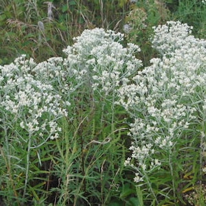 Rabbit Tobacco Seeds