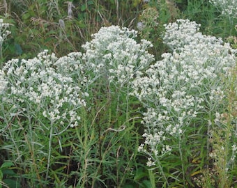 Pseudognaphalium obtusifolium Seeds (500) – Sweet Everlasting – Native Wildflower – Drought Tolerant – Pollinator Plant – Rabbit Tobacco