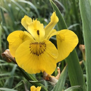May include: A close-up of a bright yellow iris flower with six petals. The flower has dark brown markings near the center and is surrounded by green foliage. The petals are a vibrant yellow color.