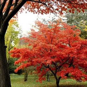 May include: A vibrant autumn scene featuring a large tree with bright red leaves, set against a backdrop of green and yellow foliage. The foreground includes a dark tree trunk, adding depth to the natural landscape.