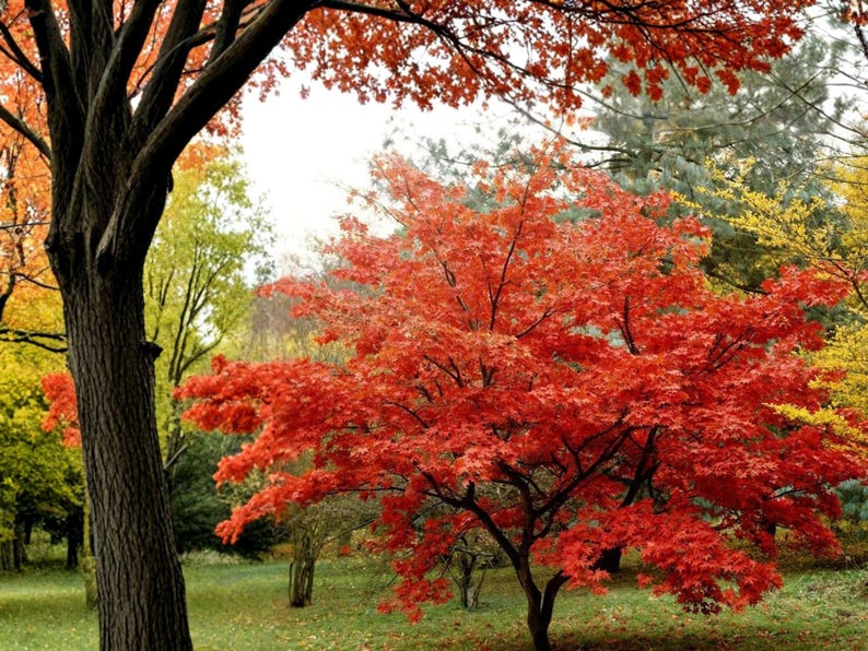 Amur Maple Seeds (10) – Acer Ginnala, Brilliant Red Fall Foliage - Etsy