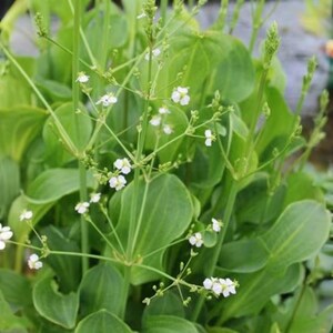 May include: Close-up of a lush green plant with large, oval leaves and delicate white flowers. The plant's stems are slender and support clusters of small, star-shaped blossoms. The image highlights the plant's vibrant color and intricate details.