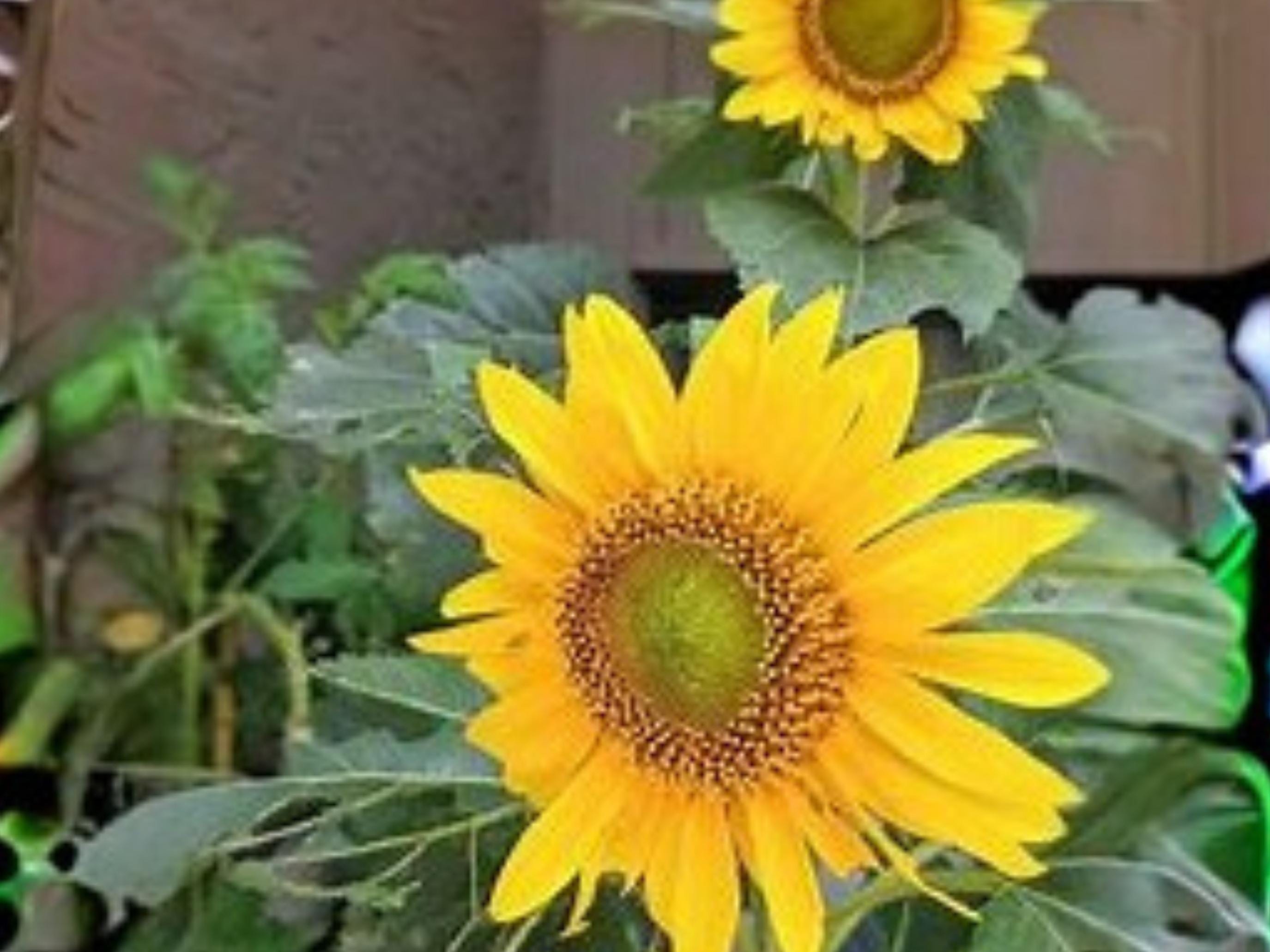 Sunspot Sunflower | Dwarf | Giant Flower on Compact Plant | Container ...