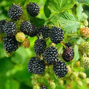 K&ouml;nnte beinhalten: Eine Ansammlung von Brombeeren an einer gr&uuml;nen, bebl&auml;tterten Ranke. Die Fr&uuml;chte reichen von tiefschwarzen, reifen Beeren mit einer buckligen, segmentierten Textur bis hin zu kleineren, hellgr&uuml;nen, unreifen Beeren. Die Pflanze hat gezackte Bl&auml;tter.