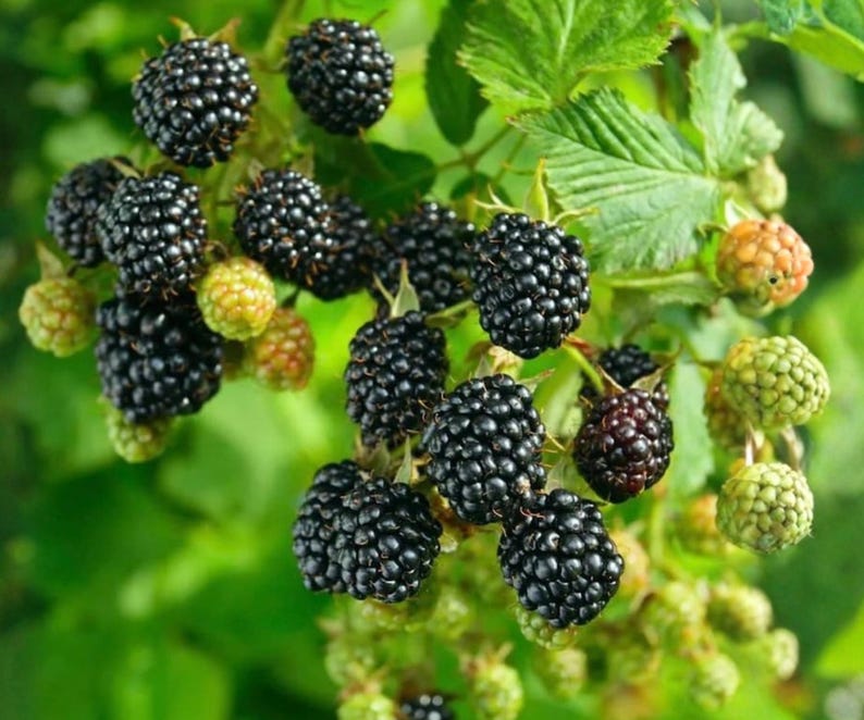 K&ouml;nnte beinhalten: Eine Ansammlung von Brombeeren an einer gr&uuml;nen, bebl&auml;tterten Ranke. Die Fr&uuml;chte reichen von tiefschwarzen, reifen Beeren mit einer buckligen, segmentierten Textur bis hin zu kleineren, hellgr&uuml;nen, unreifen Beeren. Die Pflanze hat gezackte Bl&auml;tter.