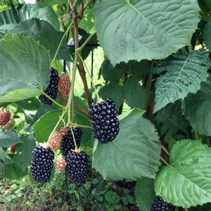 K&ouml;nnte beinhalten: Ein Brombeerstrauch mit Trauben aus reifen, dunkelviolett-schwarzen Beeren sowie kleineren, unreifen r&ouml;tlich-rosa Beeren. Die Pflanze hat gro&szlig;e, gezackte gr&uuml;ne Bl&auml;tter mit sichtbaren Blattadern, die an d&uuml;nnen, holzigen Stielen im Freien wachsen.