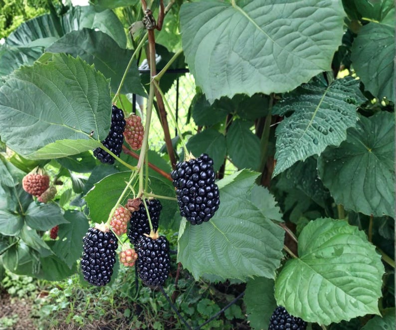 K&ouml;nnte beinhalten: Ein Brombeerstrauch mit Trauben aus reifen, dunkelviolett-schwarzen Beeren sowie kleineren, unreifen r&ouml;tlich-rosa Beeren. Die Pflanze hat gro&szlig;e, gezackte gr&uuml;ne Bl&auml;tter mit sichtbaren Blattadern, die an d&uuml;nnen, holzigen Stielen im Freien wachsen.