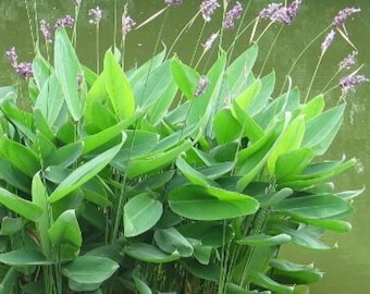 May include: A close-up of aquatic plants with vibrant green leaves and delicate purple flowers. The leaves are broad and oval-shaped, with a smooth texture. The flowers are small and clustered, adding a touch of color to the scene.