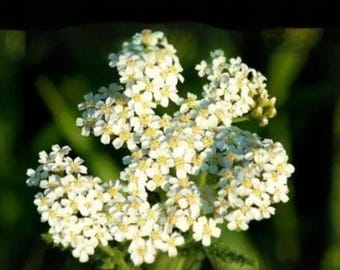 Achillea millefolium occidentalis – Western Yarrow | Native Wildflower | Pollinator Plant | 500 Seeds