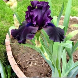 May include: A deep purple iris flower with ruffled petals and a green stem, featuring a prominent central bloom with dark violet hues and lighter green foliage extending from the base of the plant, captured in a garden setting.