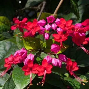 May include: Close-up of a cluster of vibrant red and pink flowers with long stamens. The flowers are surrounded by green leaves, creating a natural and colorful composition. The image showcases the beauty of nature.