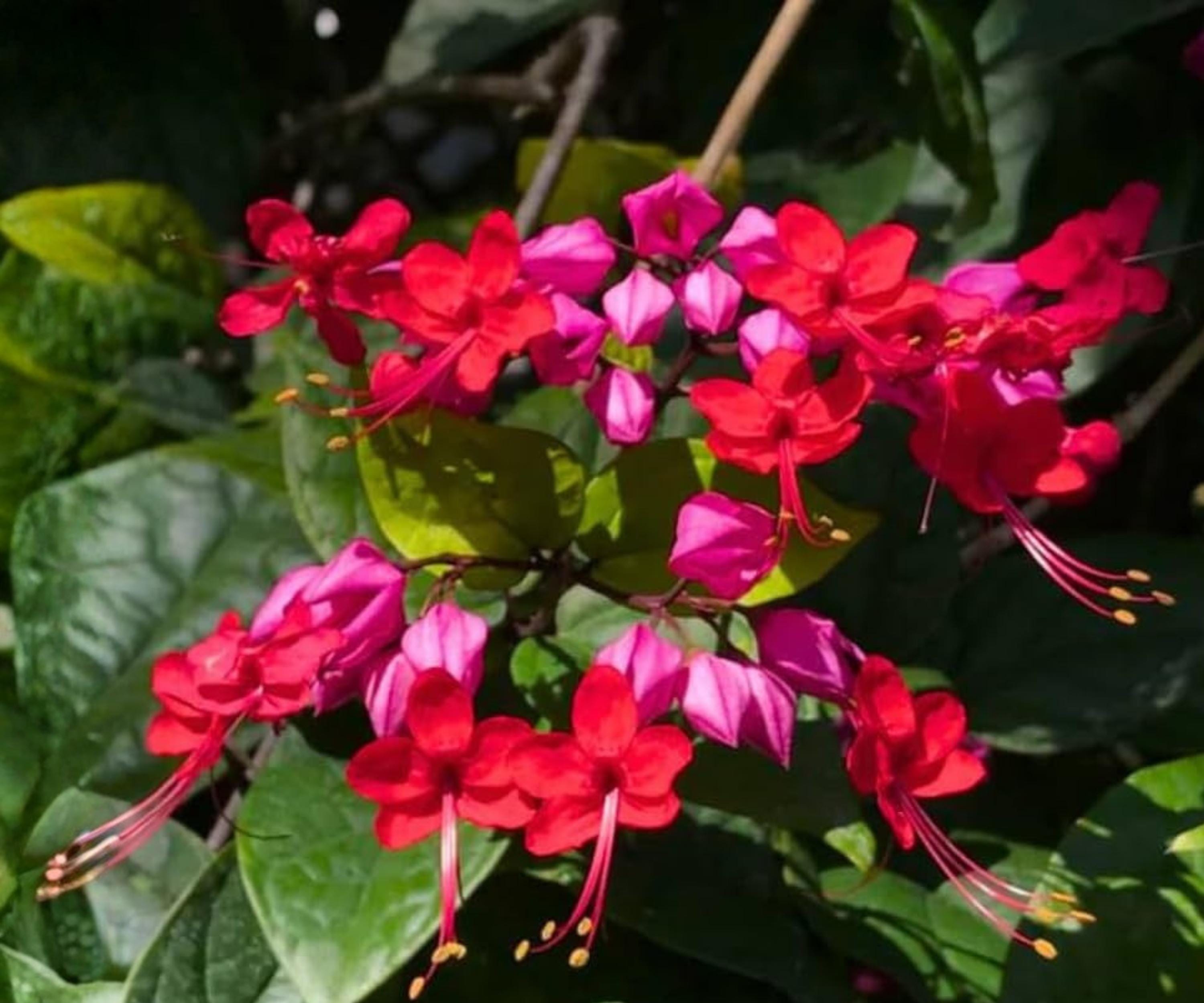 Java Red Bleeding Heart Vine - Starter Live Plant – Clerodendrum ...