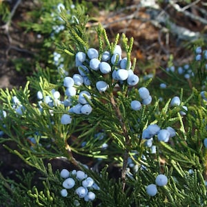 May include: Close-up of a juniper plant with vibrant green needles and clusters of pale blue berries. The berries are round and evenly spaced along the branches, creating a visually appealing contrast against the green foliage. The image is well-lit, highlighting the texture and details.