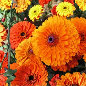Könnte beinhalten: Nahaufnahme von leuchtend orangefarbenen und gelben Gerbera-Gänseblümchen in voller Blüte. Die Blumen haben dunkle Zentren und sind von grünem Laub umgeben. Das Bild zeigt eine Vielzahl von Farben und Texturen.