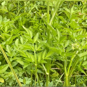 May include: A dense cluster of vibrant green plants featuring compound leaves with serrated edges and smooth, upright stems. The foliage is layered, creating a thick texture of bright and lime green shades throughout the entire frame.